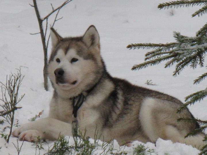 ApolloJoulu08_009.jpg - Apollo mökillä Jouluna08 / Apollo at our cottage in Christmas 08