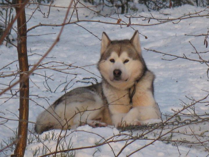 ApolloJoulu08_011.jpg - Apollo mökillä Jouluna08 / Apollo at our cottage in Christmas 08