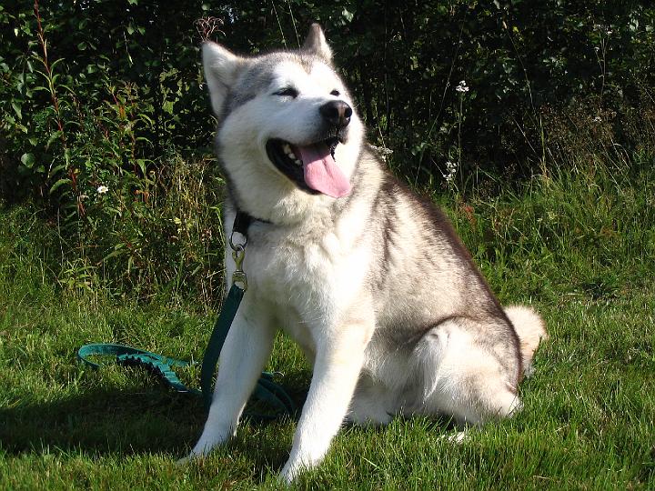 Apolloelo-07003.jpg - Apollo elokuussa 2007 / Apollo in autumn 2007