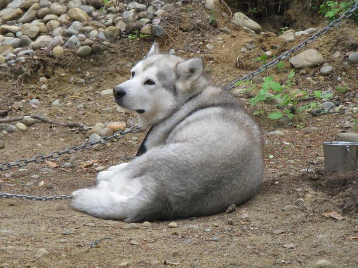 Juvakesa1.jpg - Apollo kesällä 2009 / Apollo in summer 2009