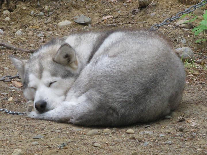 Juvakesa2.jpg - Apollo kesällä 2009 / Apollo in summer 2009