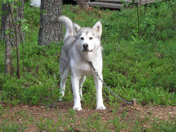 Juvakesa3.jpg - Apollo kesällä 2009 / Apollo in summer 2009