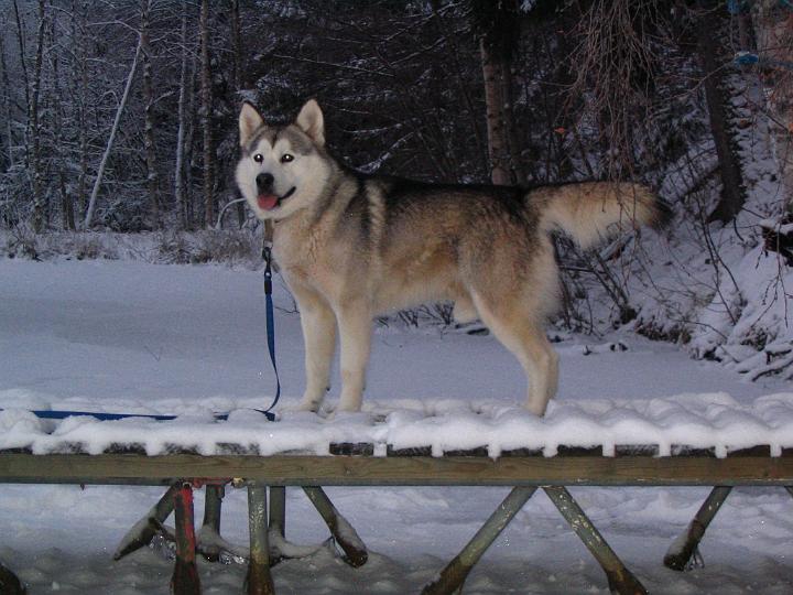 apollo_vanha.jpg - Apollo 2004