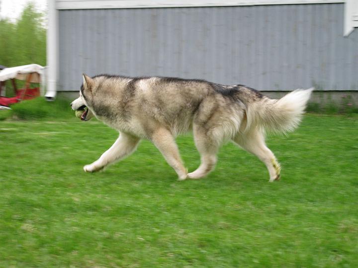 Awa509_011.jpg - Awa leikkimässä pallolla toukokuussa 2009 / Awa playing with ball May 2009