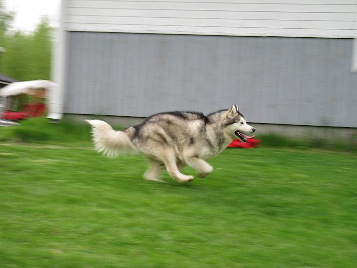 Awa509_020.jpg - Awa leikkimässä pallolla toukokuussa 2009 / Awa playing with ball May 2009