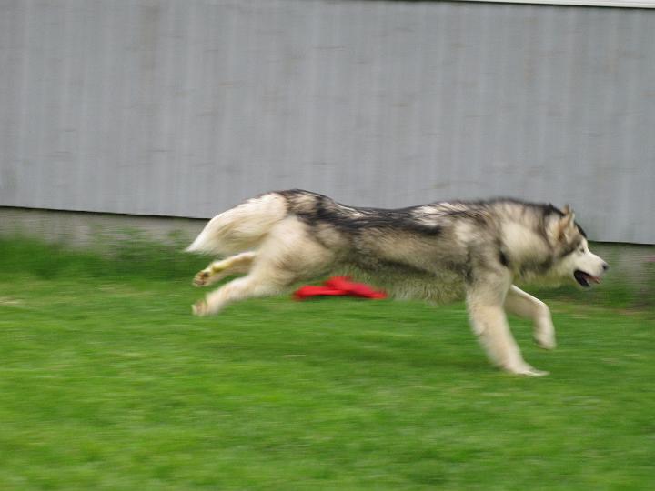 Awa509_022.jpg - Awa leikkimässä pallolla toukokuussa 2009 / Awa playing with ball May 2009