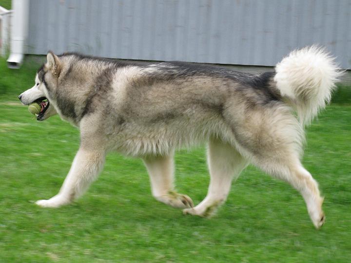 Awa509_023.jpg - Awa leikkimässä pallolla toukokuussa 2009 / Awa playing with ball May 2009