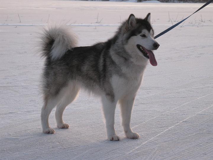 AwaJoulu08_017.jpg - Awa Jouluna 2008 / Awa at Christmas 2008