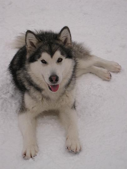 Awa_marras08_3.jpg - Awa 20.11.2008