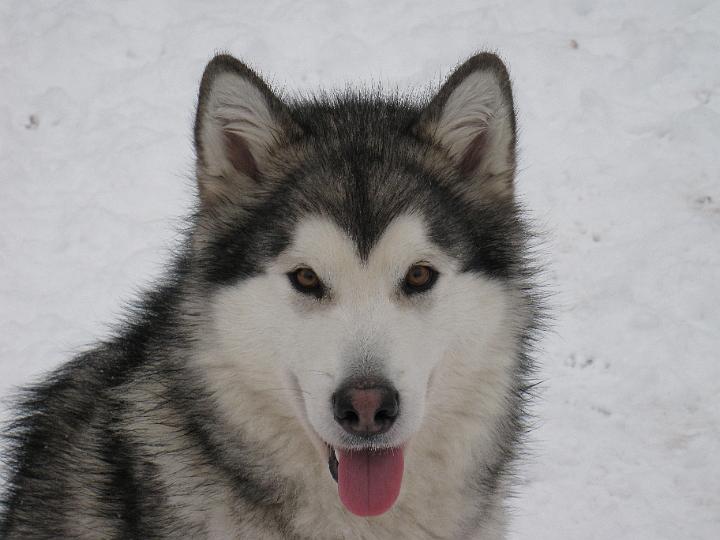 Awa_marras_08.jpg - Awa 20.11.2008