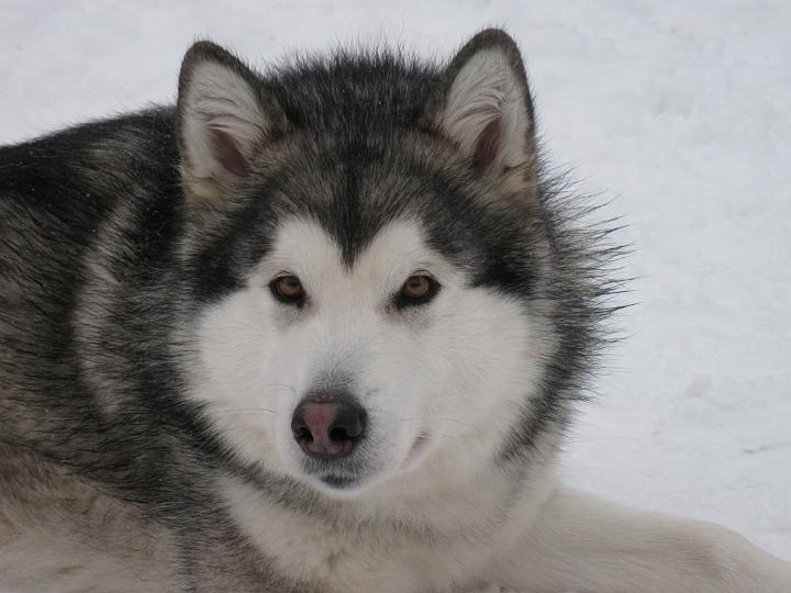 Awa_marras_08_2.jpg - Awa 20.11.2008