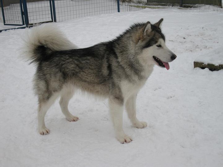 Awa_marras_08_4.jpg - Awa 20.11.2008