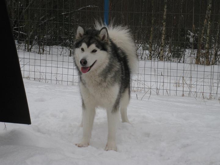 Awa_marras_08_5.jpg - Awa 20.11.2008