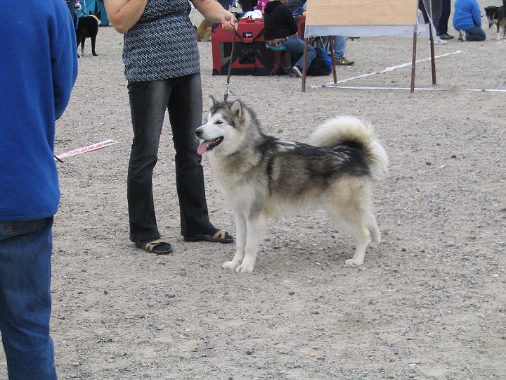 Awa_rovanie-07.JPG - Awa Rovaniemellä / Awa at Rovaniemi