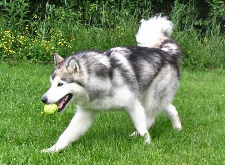 Awaheinak-08_032.jpg - Pallon peluuta / Playing with ball