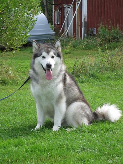 Awanpentu020.jpg - Awa ennen synnytystä / Awa just before giving birth to her first litter