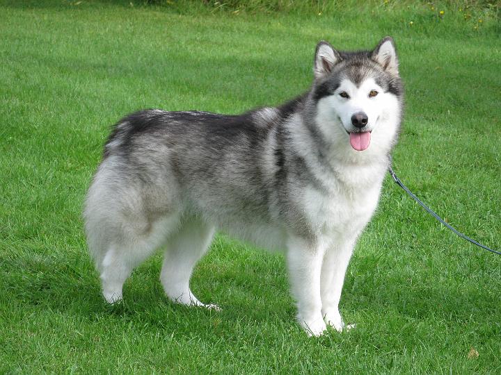 Awanpentu078.jpg - Awa ennen synnytystä / Awa just before giving birth to her first litter