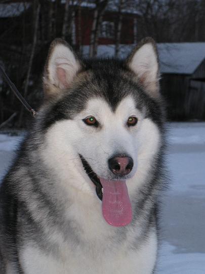 Awatalvi08_028.jpg - Awa talvella 2008 / Awa at winter 2008