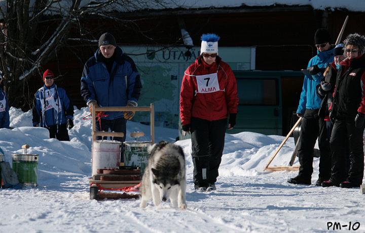 IMG_6815.jpg - Awa Utajärven kuormanvetokokeessa 6.3.2010 Arvolan Annen ohjaamana / Awa at Utajärvi Weight Pulling Test 6.3.2010, handled by Anne Arvola