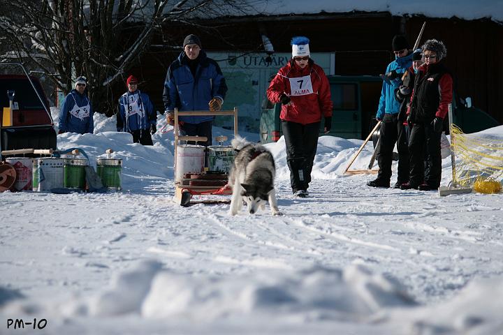 IMG_6817.jpg - Awa Utajärven kuormanvetokokeessa 6.3.2010 Arvolan Annen ohjaamana / Awa at Utajärvi Weight Pulling Test 6.3.2010, handled by Anne Arvola