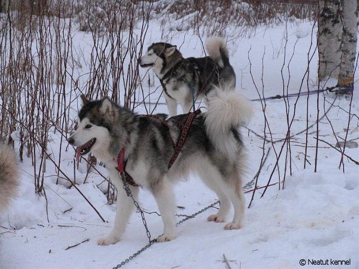 JonguAwa01.jpg - Awa ja Repe Jongunverran kisoissa 2008 / Awa and Repe at Jongunverran race 2008