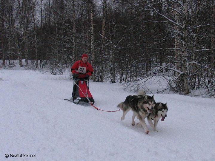 JonguAwaRepe27.1.08.jpg - Awa ja Repe Jongunverralla Markon ohjastamana / Awa and Repe at Jongunverran race with Marko