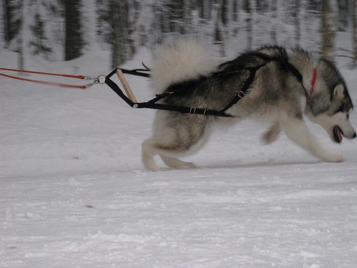 Kuormanvetoharj08.jpg - Kuormanvetoharjoitus talvi 2008 / Weight pulling practise in winter 2008