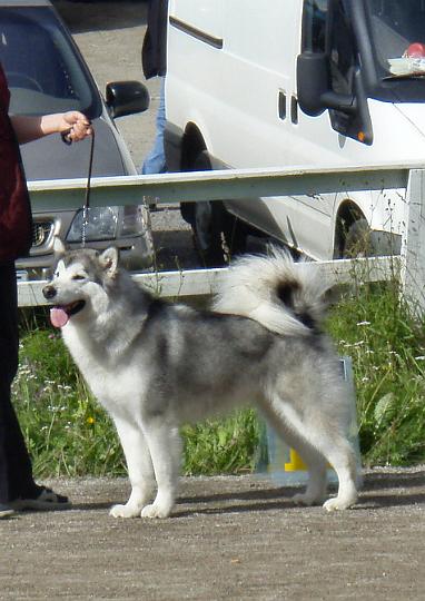 P8030772.JPG - Awa Kuopion KV-näyttelyssä 2.-3.8.08 / Awa in Kuopio INT Show 2.-3.8.08