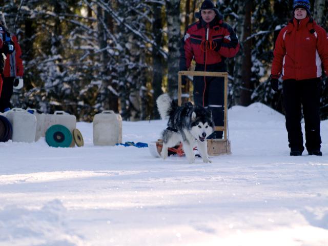 _1010083.jpg - Awa Ylämaan Kuormanvetokokeessa 09 / Awa at Ylämaa Weight Pulling Test 09, Photo: Virpi Salminen