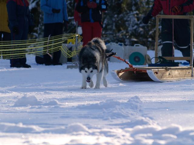 _1010089.jpg - Awa Ylämaan Kuormanvetokokeessa 09 / Awa at Ylämaa Weight Pulling Test 09, Photo: Virpi Salminen