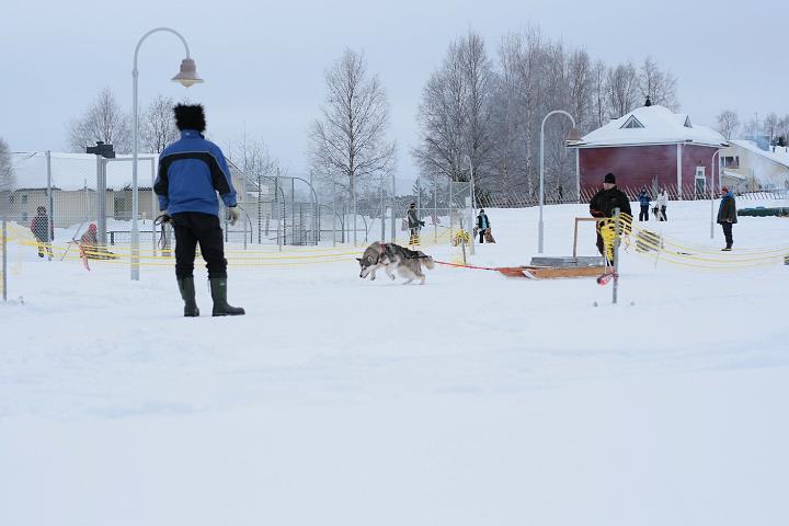 IMG_4924.JPG - Laikku kuormanvedossa talvipäivillä-08/Laikku pulls weigh in ALMA winter meeting-08 (Photo: Pekka Mertala)