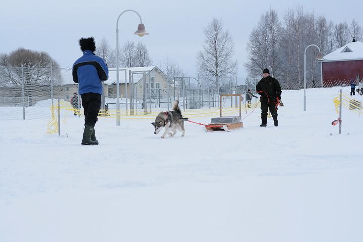 IMG_4928.JPG - Laikku kuormanvedossa talvipäivillä-08/Laikku pulls weigh in ALMA winter meeting-08 (Photo: Pekka Mertala)