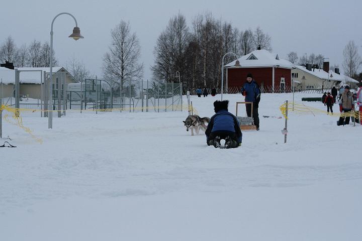 IMG_5140.JPG - Laikku kuormanvedossa talvipäivillä-08/Laikku pulls weigh in ALMA winter meeting-08 (Photo: Pekka Mertala)