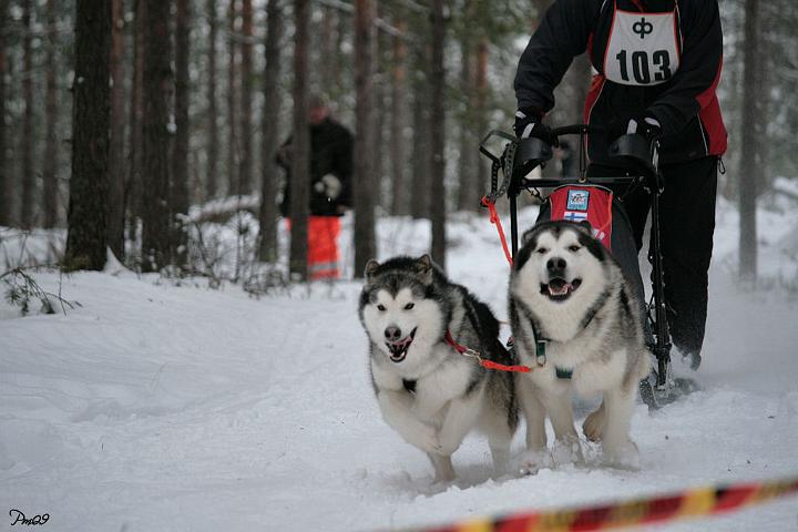 IMG_9712.JPG - Ylämaan Salpasäpinät 2009 Awa & Nicki