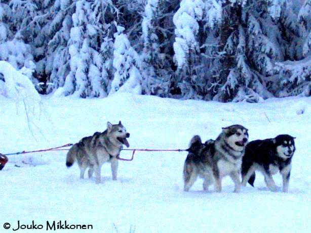 ajo_utamuutin.jpg - This year last day and of course we spend it whit dogs. Four teams get along and go sleight ride. We drive about 20 km. It was nice trip and all dogs were keen to work.