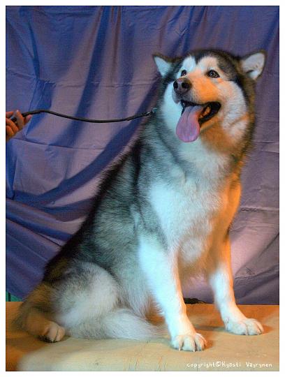 sarille1.jpg - Silverdream's Heart Melody "Awa" VAL ERI / 1, PN1, CACIB, VSP