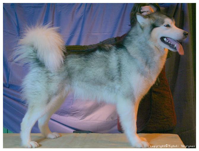 sarille2.jpg - Silverdream's Heart Melody "Awa" VAL ERI / 1, PN1, CACIB, VSP