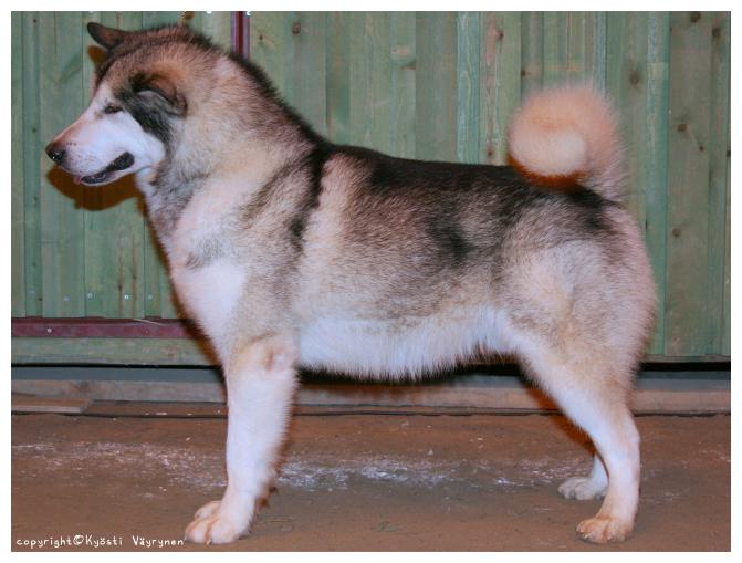 sarille3.jpg - Quinault's Blue Wing "Nicki" KÄY ERI / 1, PU2, SERT, vara-CACIB, Fi Mva