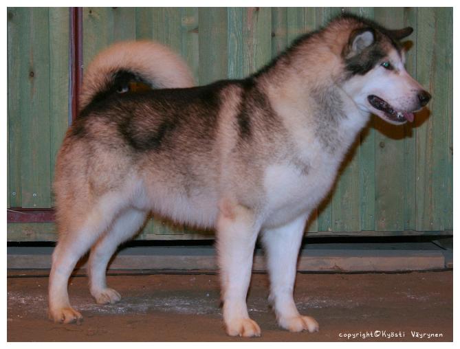 sarille4.jpg - Quinault's Blue Wing "Nicki" KÄY ERI / 1, PU2, SERT, vara-CACIB, Fi Mva