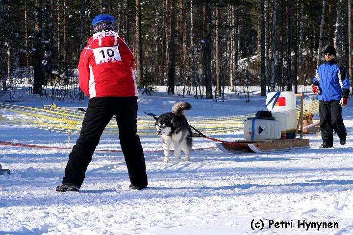 viirunkuorma.jpg - Viiru vetää kuormaa maaliskuussa 2007 ALMA:n talvipäivillä.