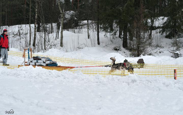 IMG_3988.jpg - Laikku Ylämaan kuormanvetokokeessa 2.2.2008 / Laikku participating in Weight pulling test in Ylämaa 2.2.2008