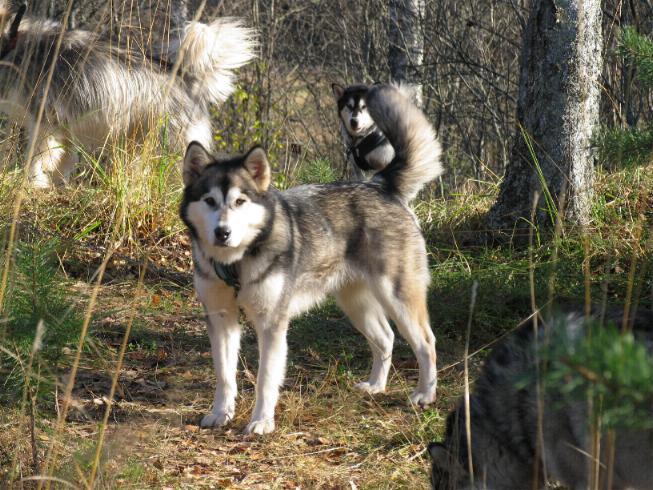 Laikku-07.jpg - Laikku (C) Jouko Mikkonen