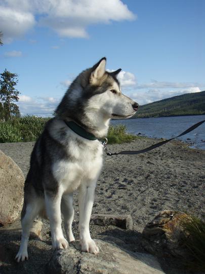 P9050803.JPG - Laikku syyskuu 2008 / Laikku in September 2008