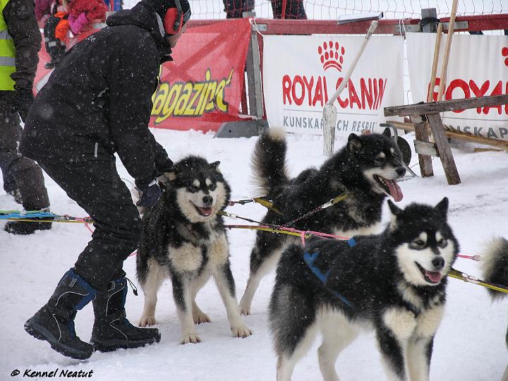 Picture096-valmis.jpg - Cougar WSA World Championship-08 kisoissa Åsarnassa Ruotsissa (taustalla taaimpana) / Cougar at WSA World Championship - 08 race at Åsarna, Sweden (On the right behind)