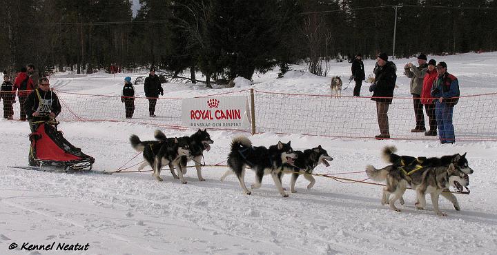 Picture117-valmis.jpg - Cougar WSA World Championship-08 kisoissa Åsarnassa Ruotsissa (oikeanpuoleisena pyöräparissa) / Cougar at WSA World Championship - 08 race at Åsarna, Sweden (Wheel dog at right)