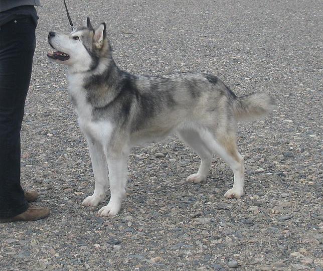 Ristijarvi_063.jpg - Laikku Ristijärvi KÄY ERI / 1, PN1, SERT, VSP, FI MVA / Laikku at Ristijärvi Show Working Class EXC/1, Bb1, CAC, BOS, FI CH