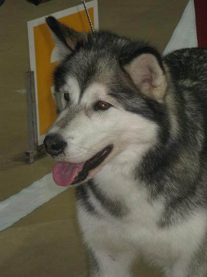 Seinajoki-09_021.jpg - Laikku Seinäjoki KV: ROP, CACIB / Laikku Seinäjoki INT: BOB, CACIB