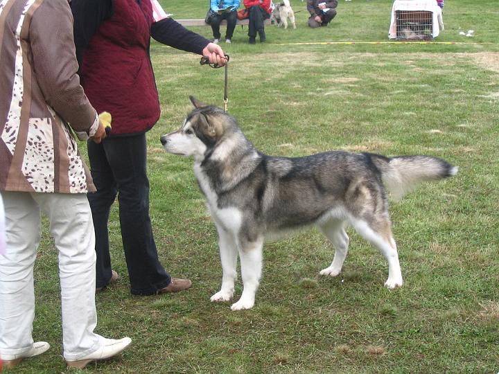Ypparielo-08_031.jpg - Laikku Yppärin näyttelyssä 30.8.08 / Laikku at Yppäri Dog Show 30.8.08