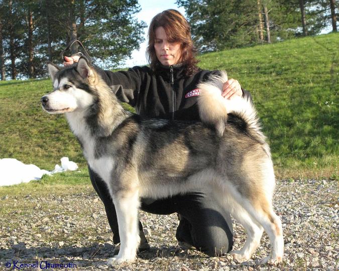 laikku-copy.jpg - Laikku Oulun KV: AVO ERI / 1, PN1, SERT, CACIB ja ROP / Laikku Oulu International Dog Show: Open Class Exc/1, Best Female1, CAC, CACIB and BOB