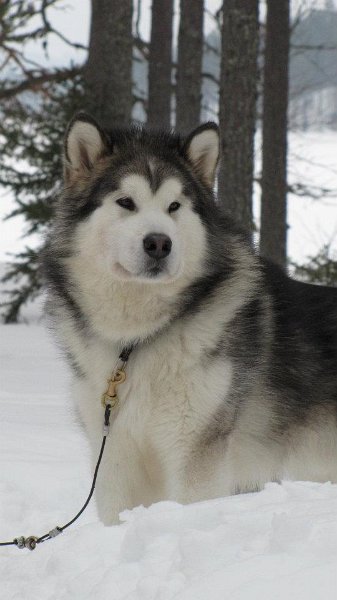 nero0312_2.jpg - Nero maaliskuussa 2012 / At March 2012